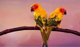 搞笑鹦鹉爆料视频大全下载,笑料横生，欢乐无限